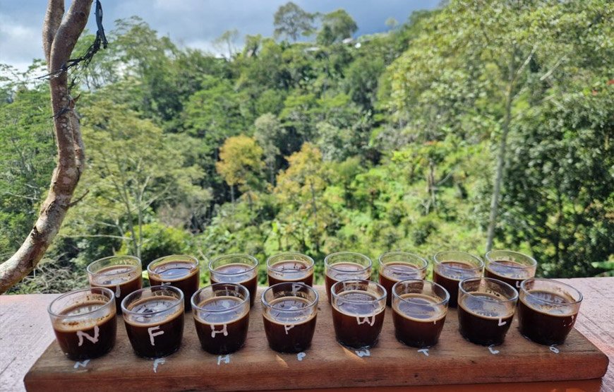 Coffee-Plantation-Bali-Spatiatur-a